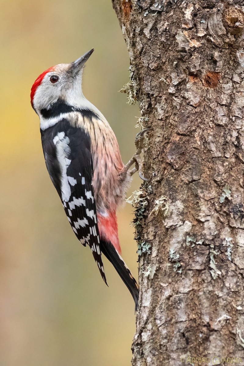 Middle Spotted Woodpecker - ML513053541
