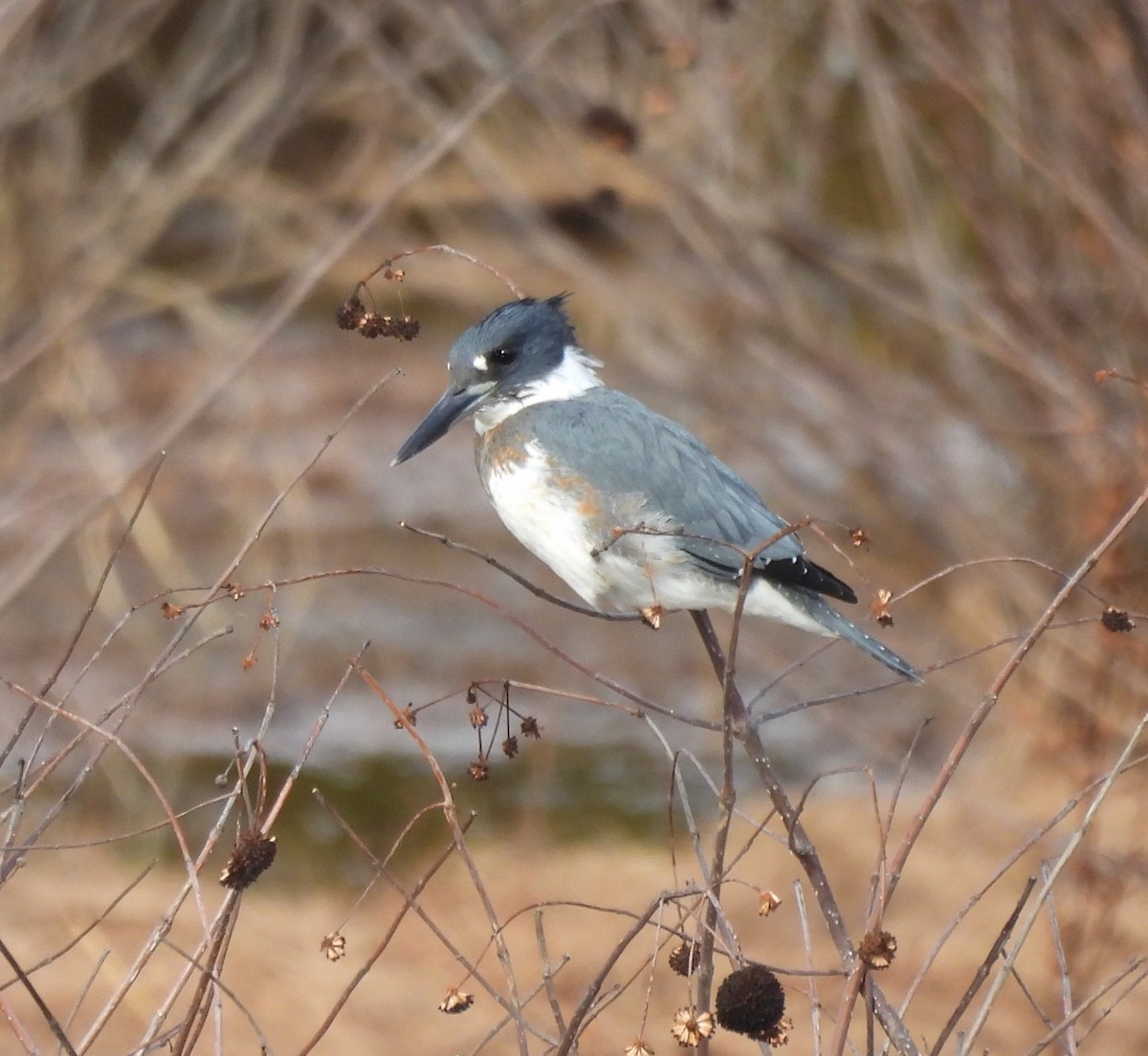 Belted Kingfisher - ML513065841