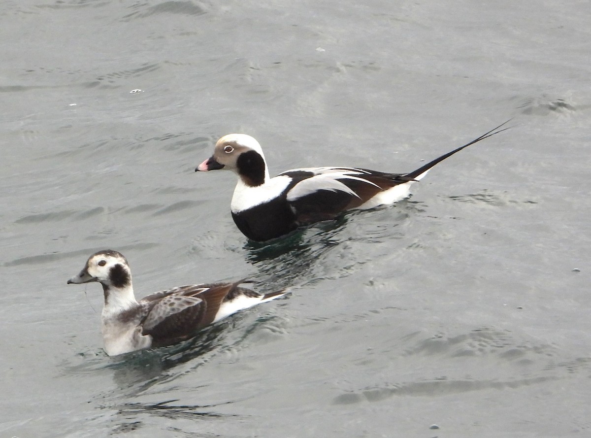 Long-tailed Duck - ML513073441