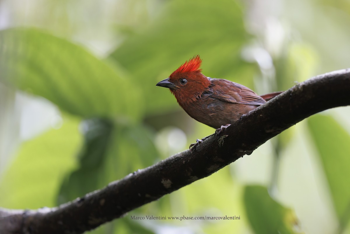 Crested Ant-Tanager - Marco Valentini