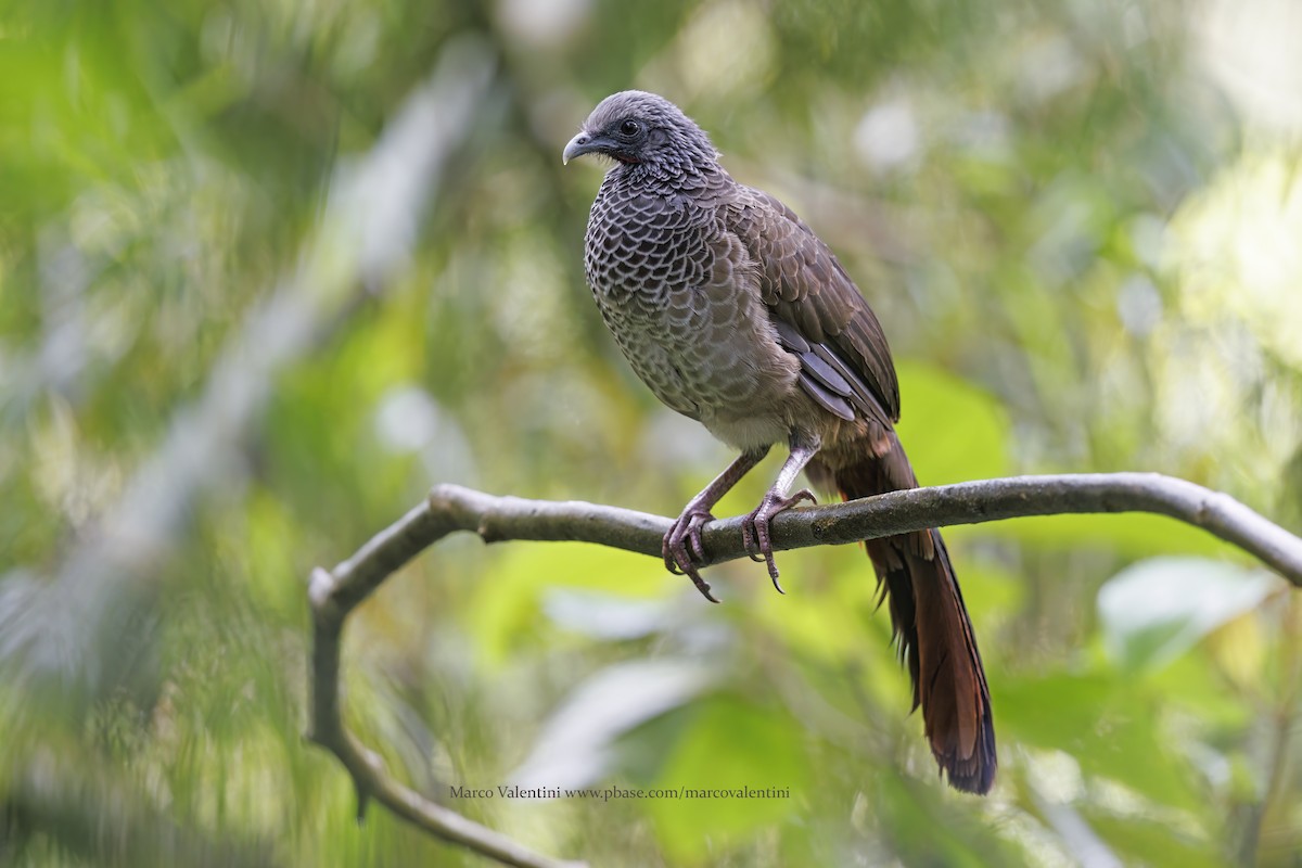 eBird Checklist - 6 Nov 2022 - Jardin Cock-of-the-Rock Lek - 41 species