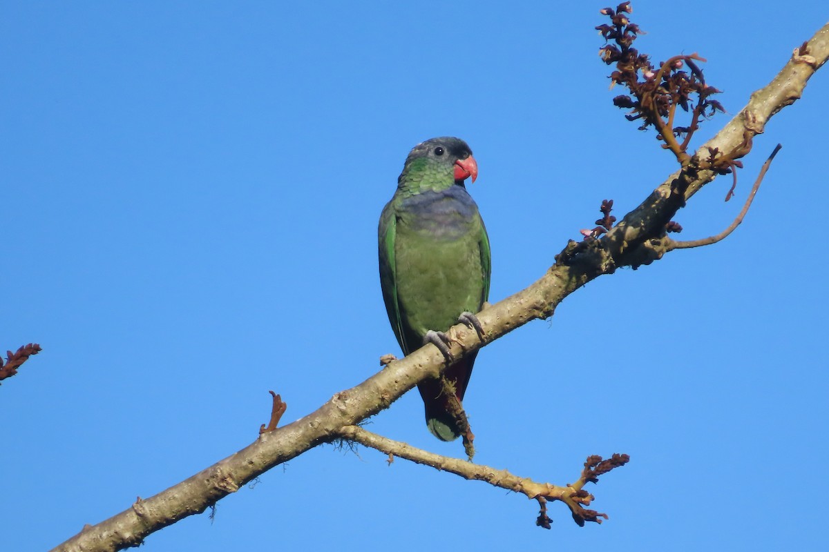 Red-billed Parrot - ML513083501