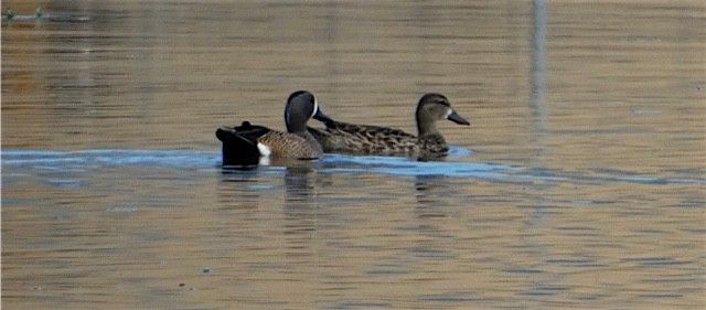 Blue-winged Teal - ML51308461