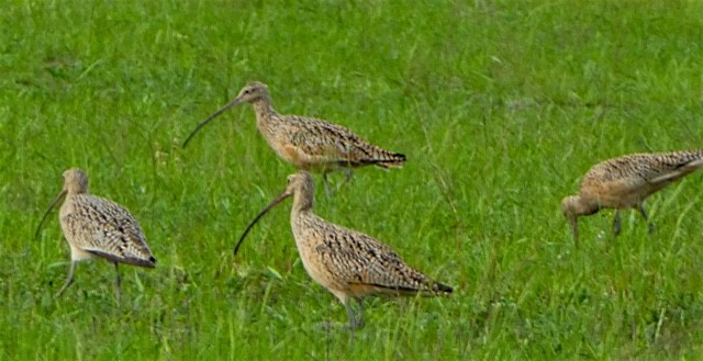 Long-billed Curlew - ML51308651