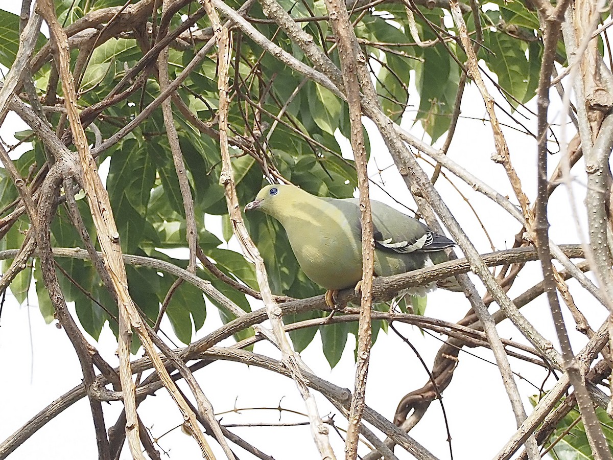 Madagascar Green-Pigeon - ML513087791