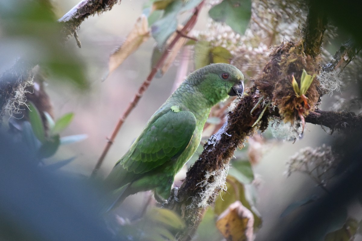 Scaly-naped Parrot - ML513091701