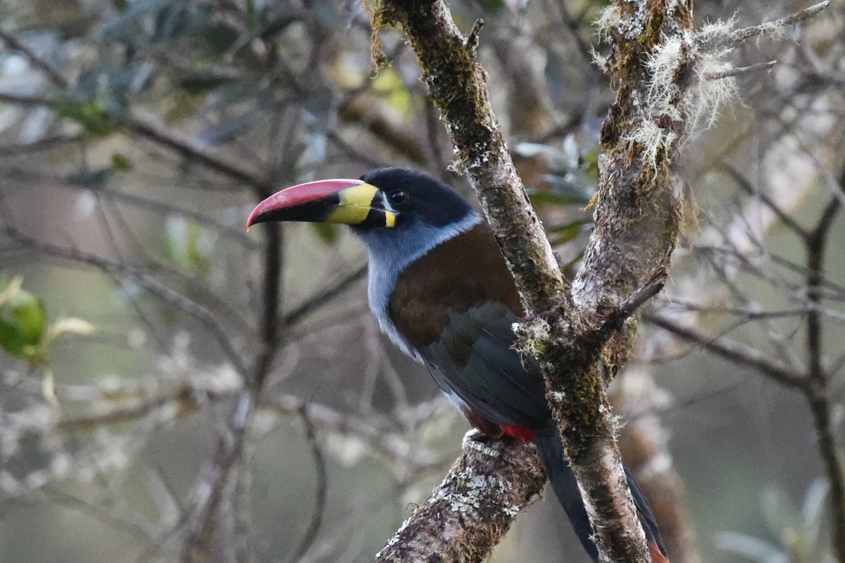 Gray-breasted Mountain-Toucan - ML513091731