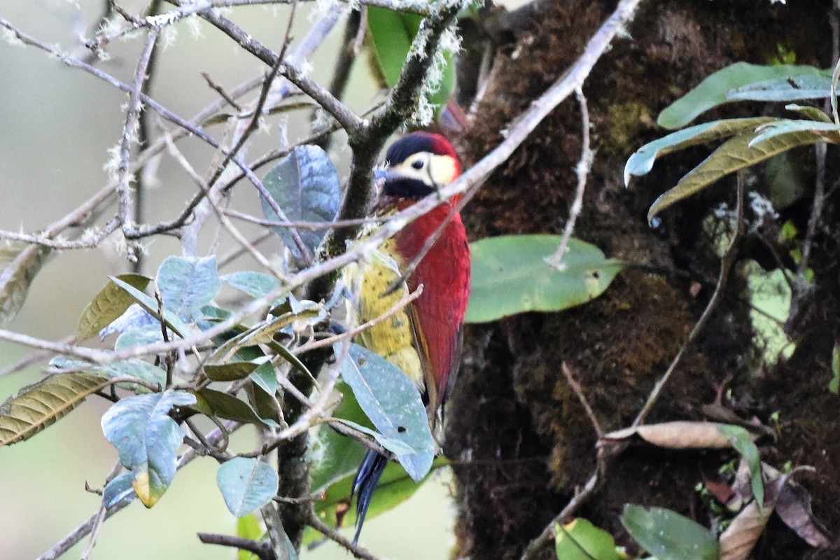 Crimson-mantled Woodpecker - ML513091861