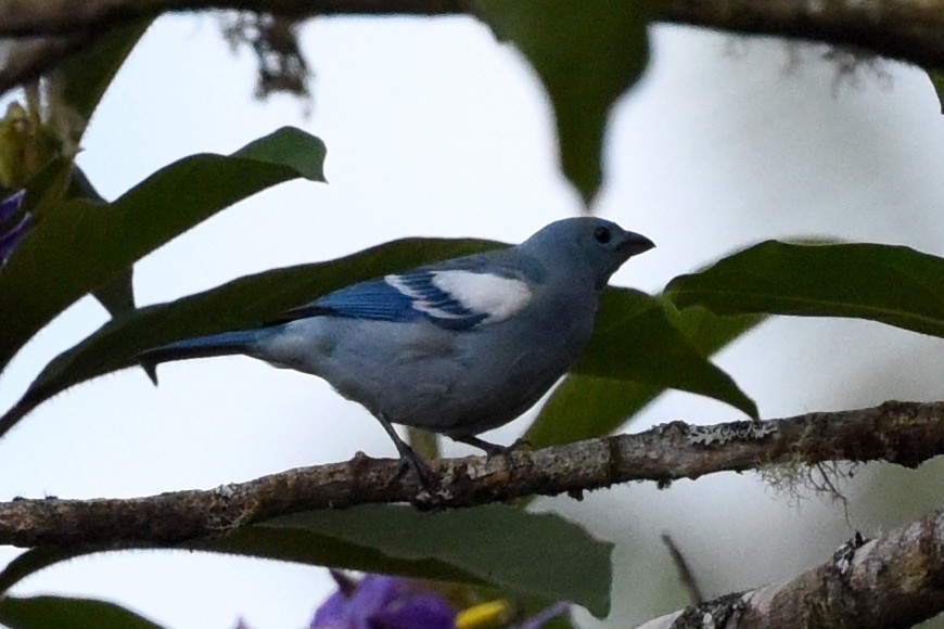 Blue-gray Tanager (White-edged) - Nick Moore