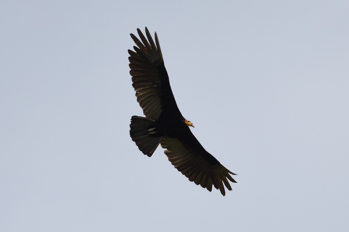 Greater Yellow-headed Vulture - Nick Moore