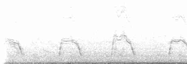 Балеарский буревестник - ML513102101