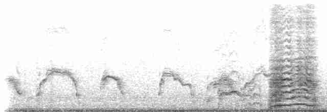 Балеарский буревестник - ML513102121