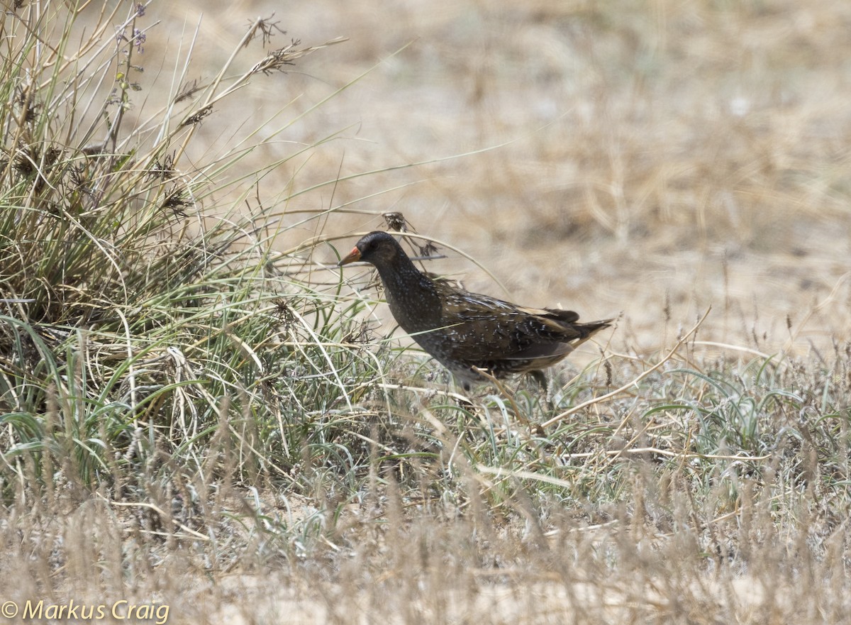 Spotted Crake - ML51310231