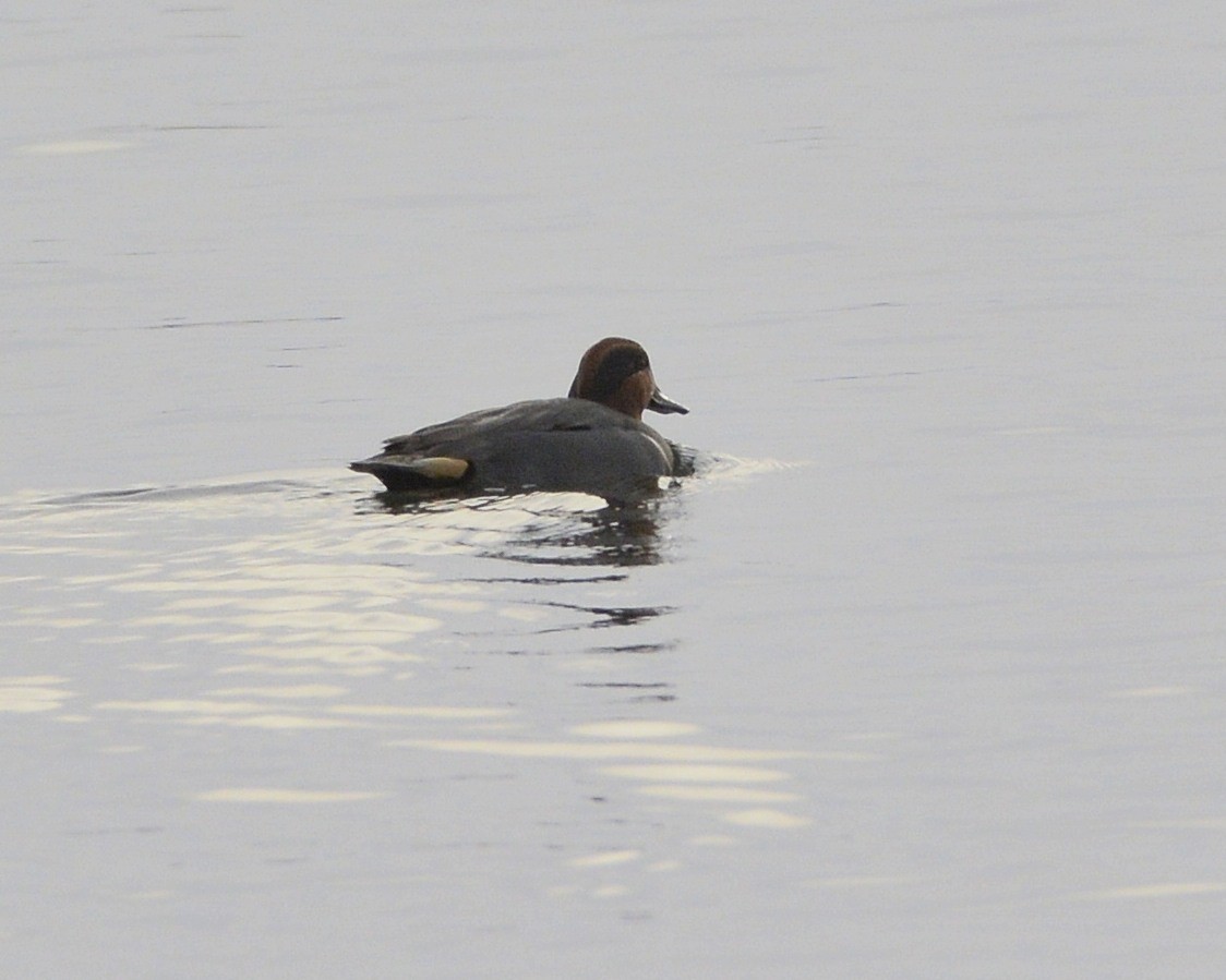 Green-winged Teal - ML513106981