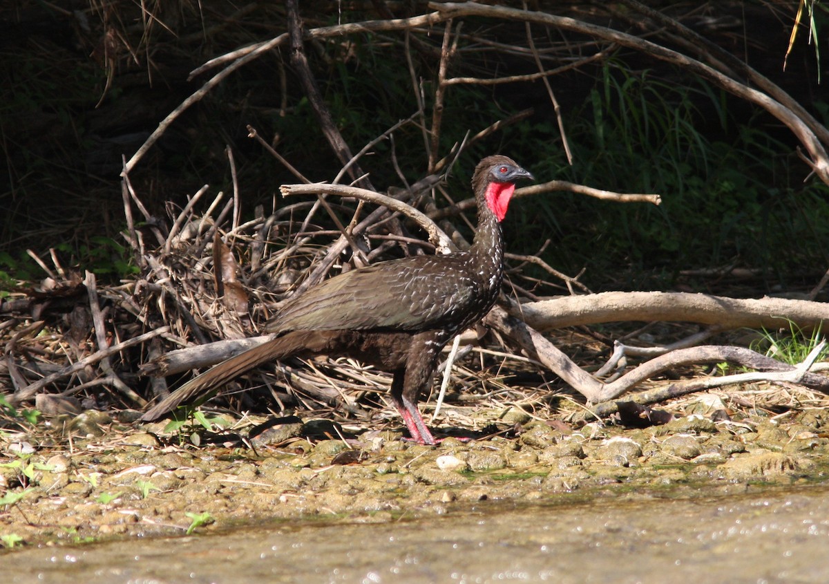 Crested Guan - ML513107791