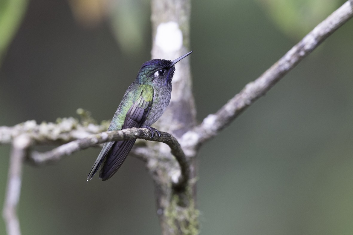 Violet-headed Hummingbird - Sergio Rivero Beneitez