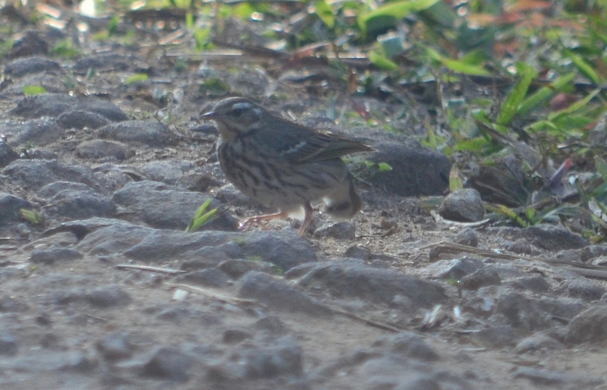 Olive-backed Pipit - ML51310951