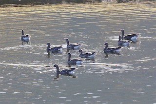 Greater White-fronted Goose, ML513118241