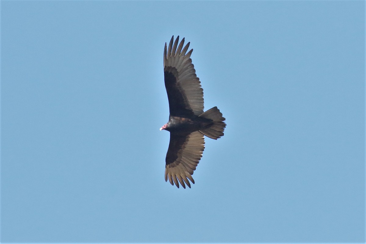 Turkey Vulture - ML513118341