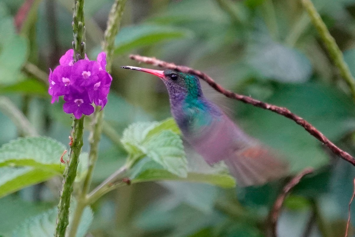 Blue-throated Goldentail - ML513118481