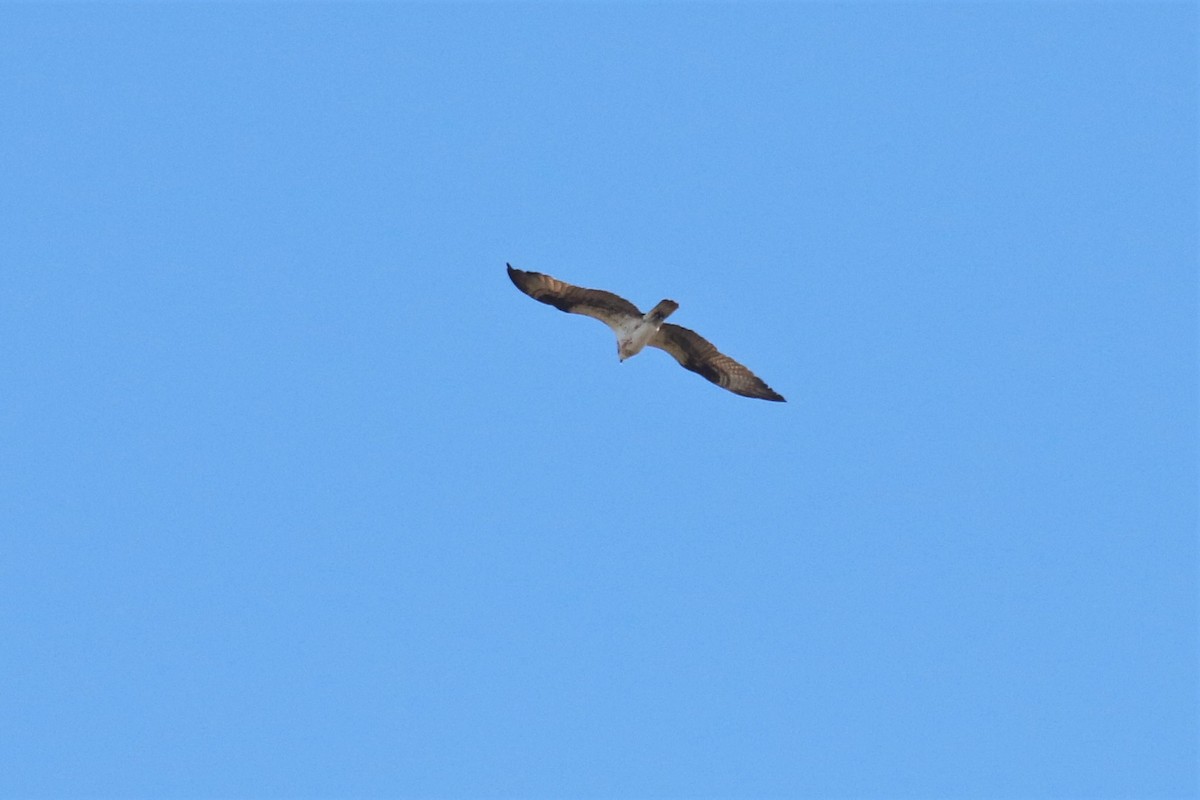 White-tailed Kite - ML513118501