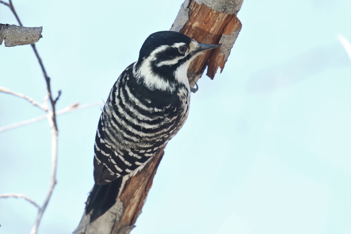 Nuttall's Woodpecker - ML513118531