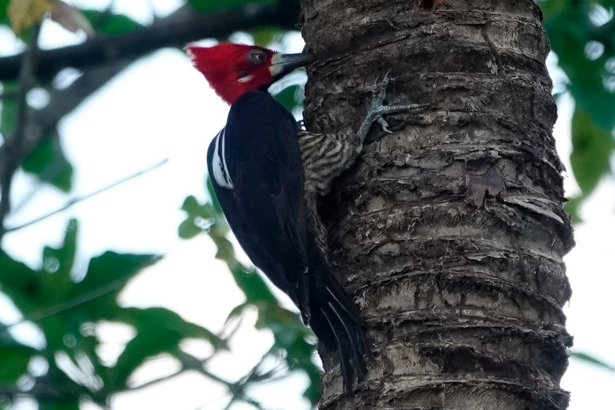 Crimson-crested Woodpecker - ML513118771