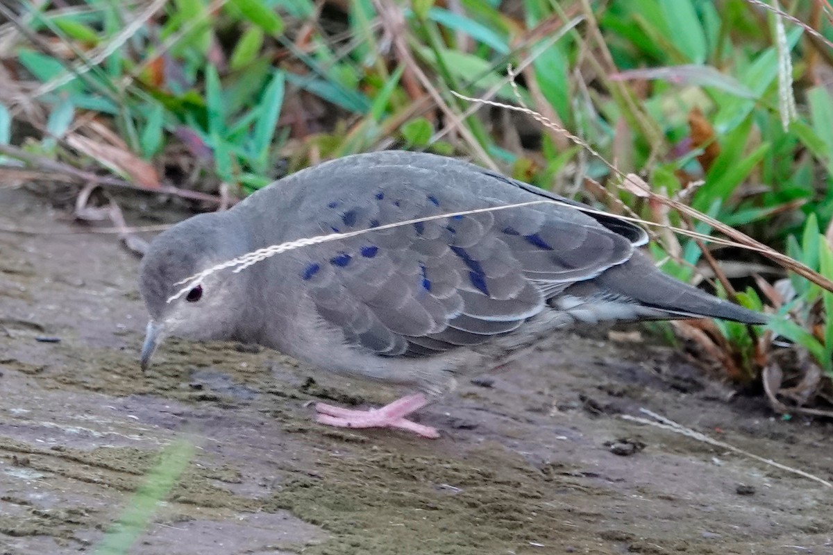Plain-breasted Ground Dove - ML513118861