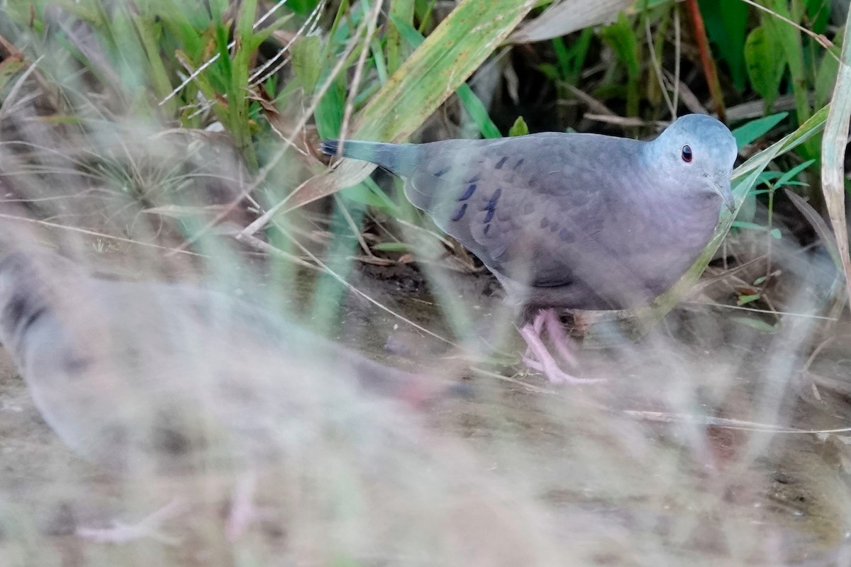Plain-breasted Ground Dove - ML513118891