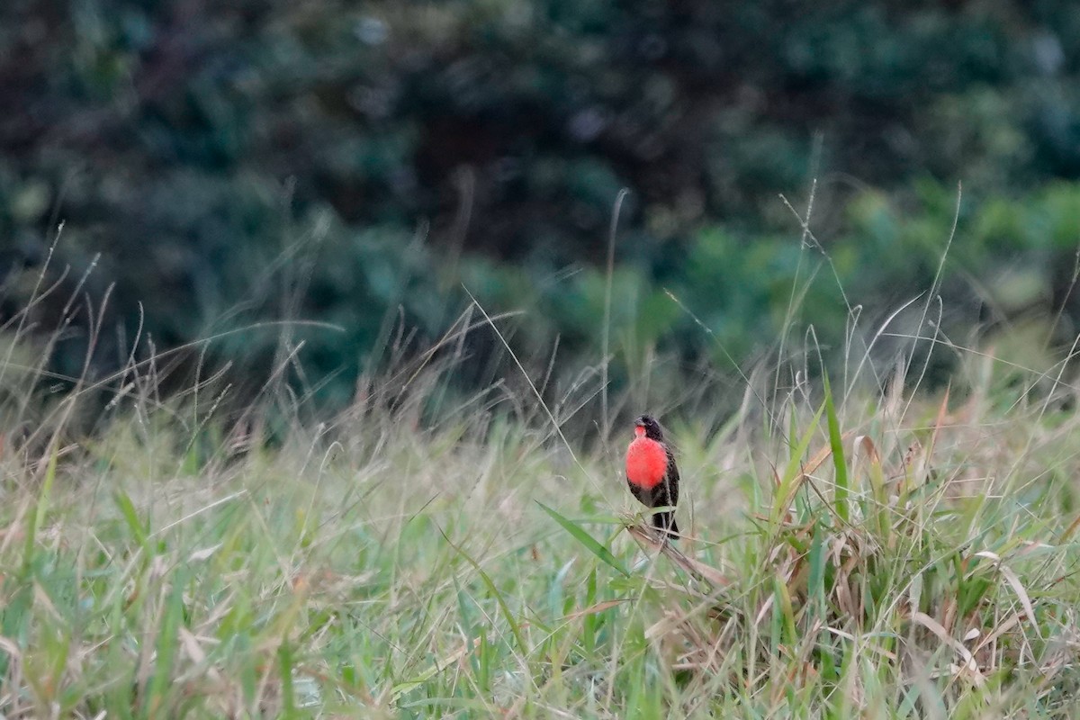 Red-breasted Meadowlark - ML513119121