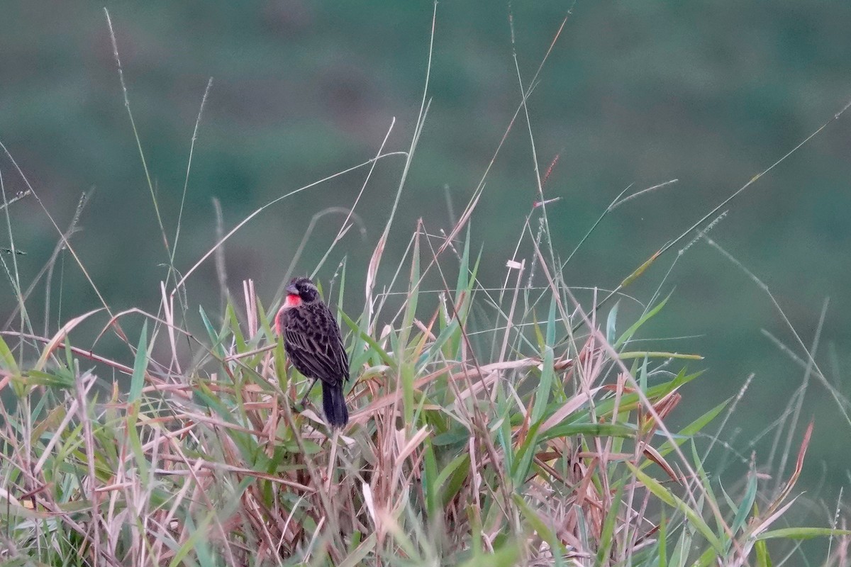 Red-breasted Meadowlark - ML513119141