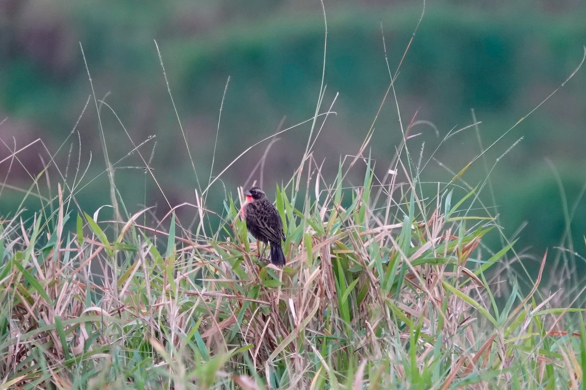 Red-breasted Meadowlark - ML513119251