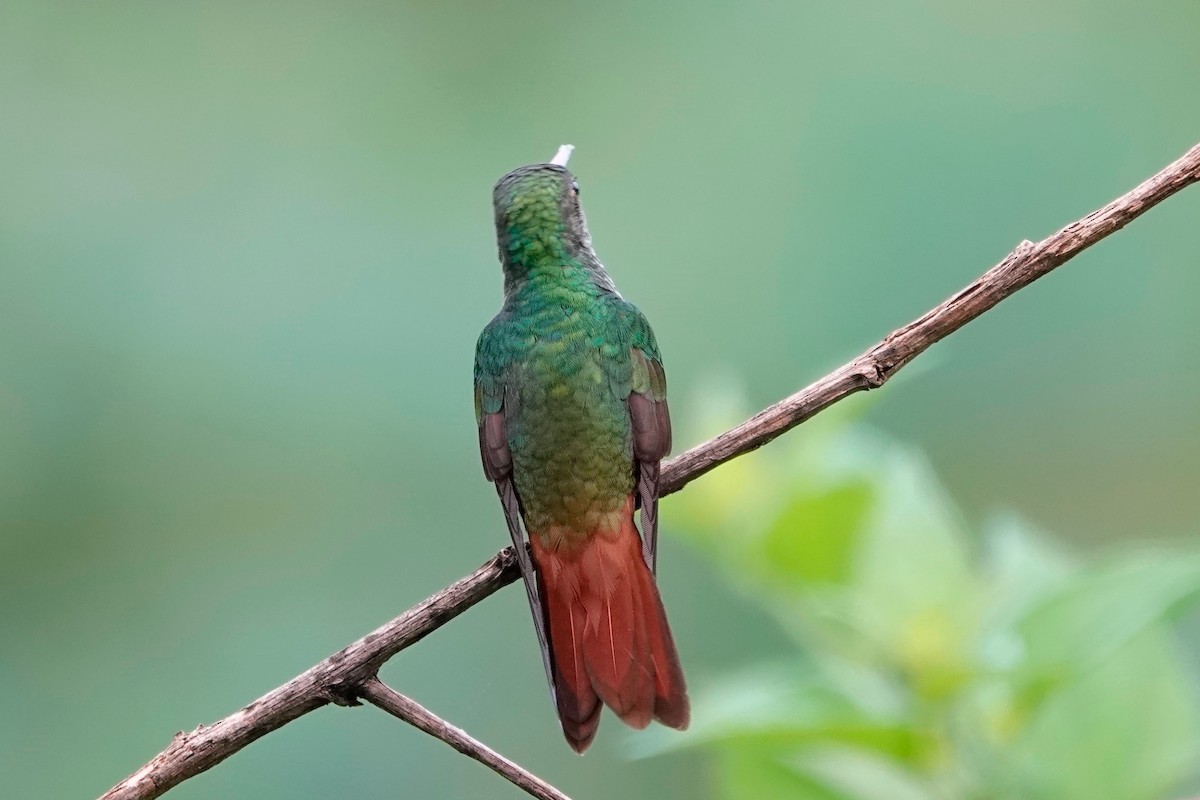 Rufous-tailed Hummingbird - ML513119451