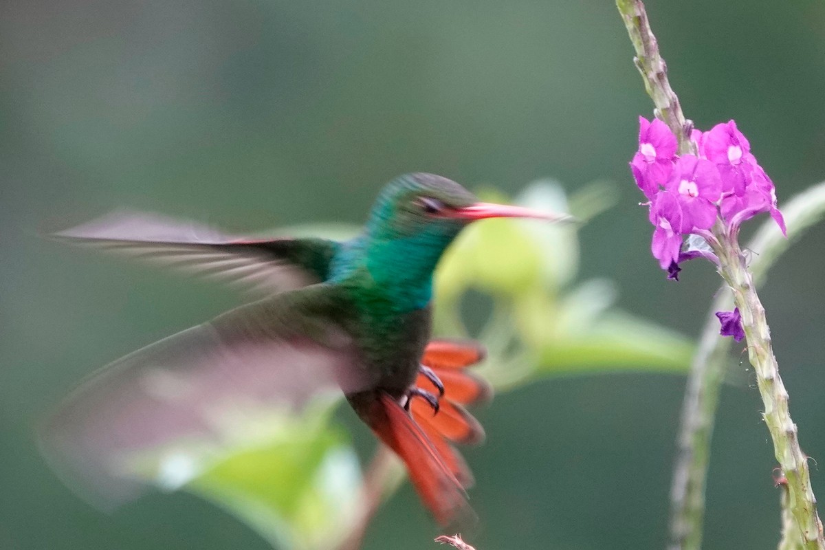 Rufous-tailed Hummingbird - ML513119511
