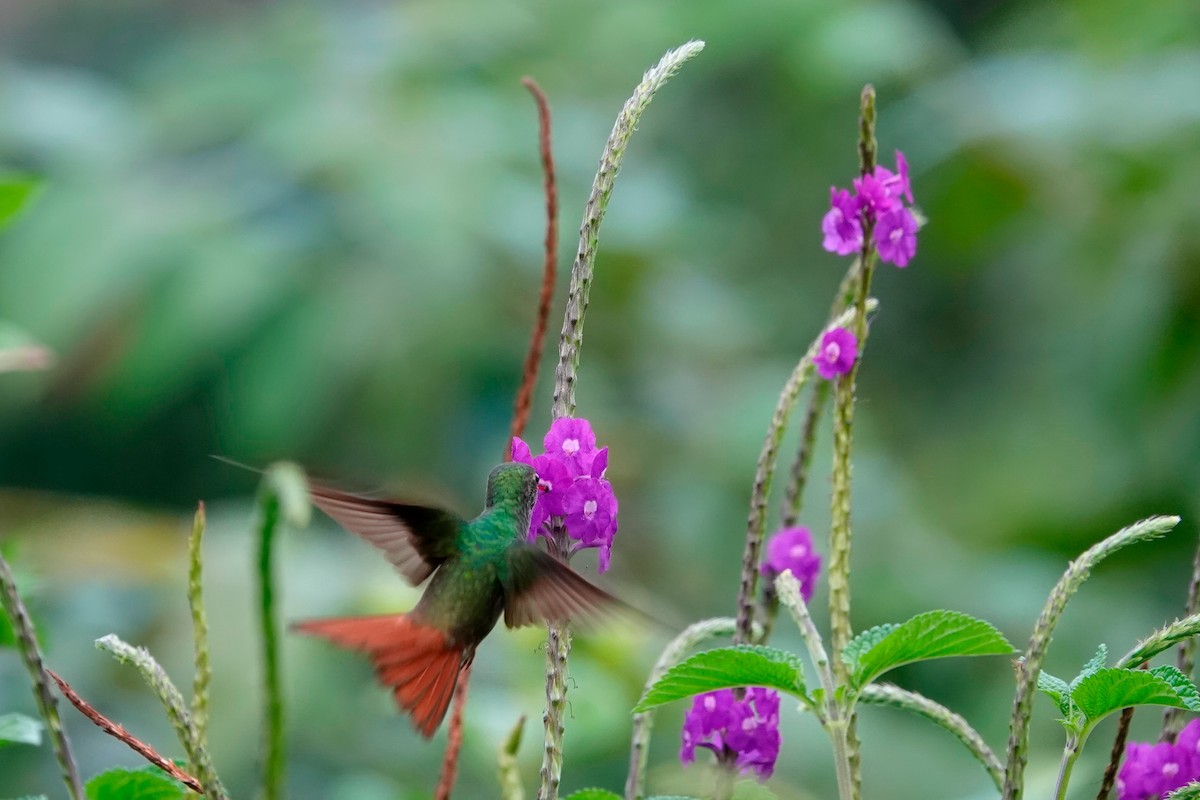 Rufous-tailed Hummingbird - ML513119521