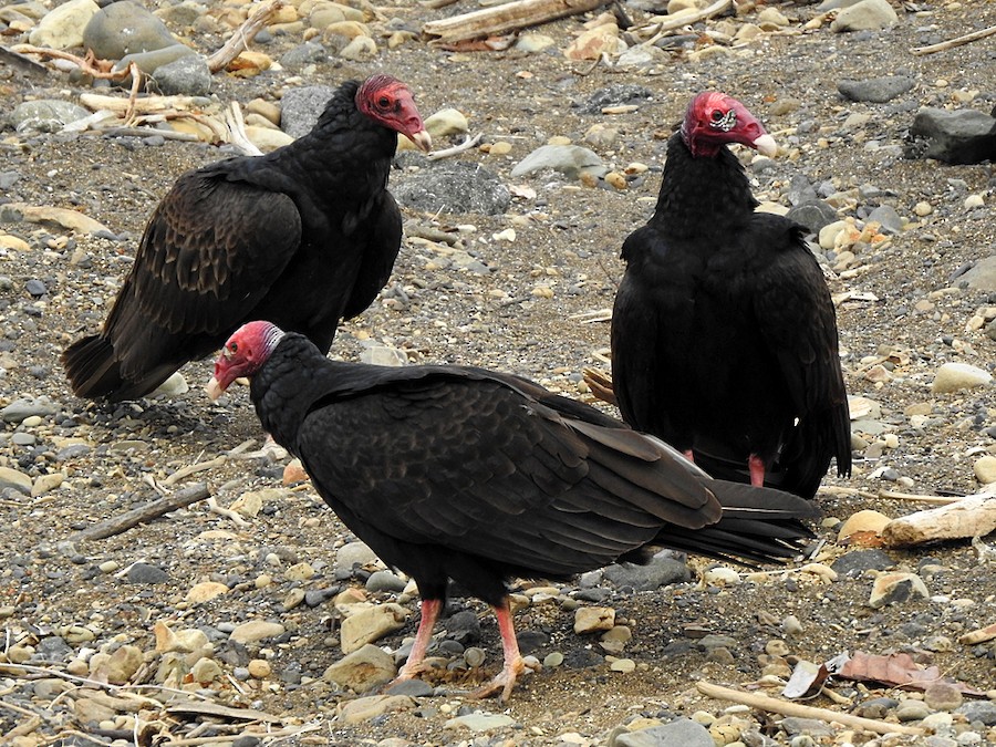 Zopilote Aura (ruficollis) - EBird