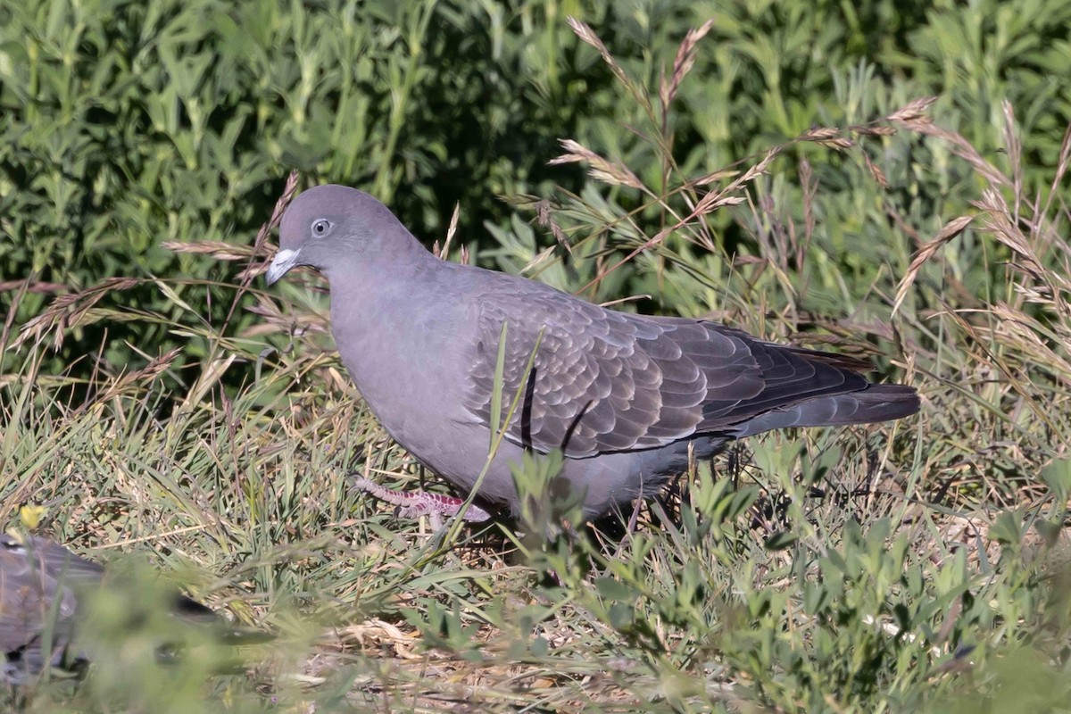 Spot-winged Pigeon - ML513121641