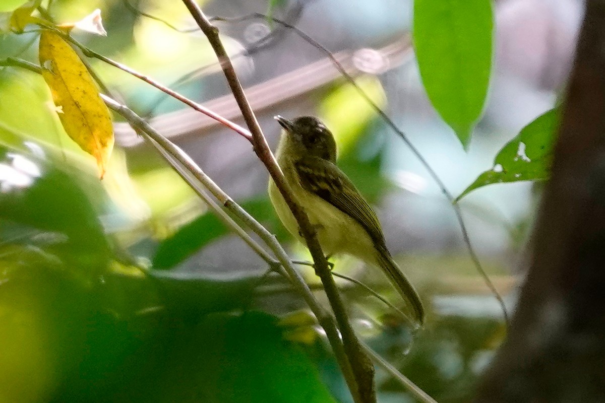 Sepia-capped Flycatcher - ML513121671
