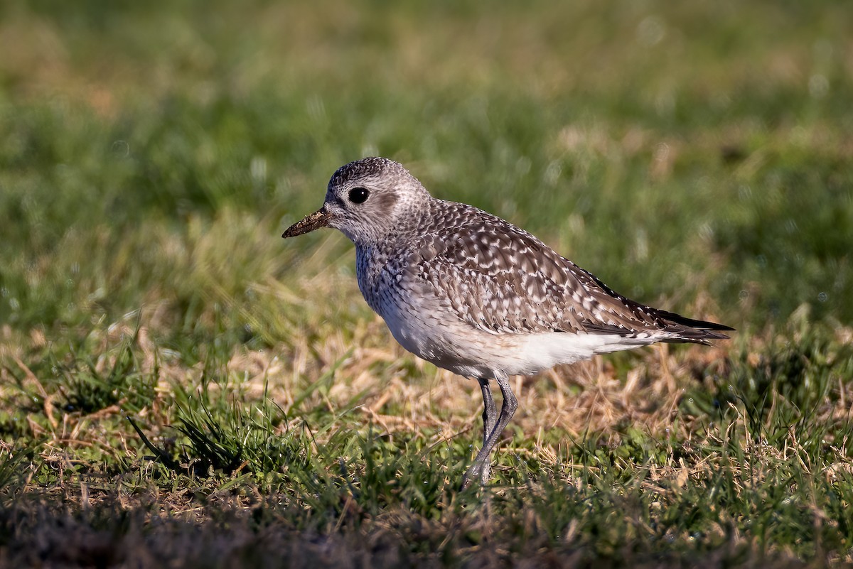 eBird Checklist - 26 Nov 2022 - Robb Field & San Diego River mudflats ...