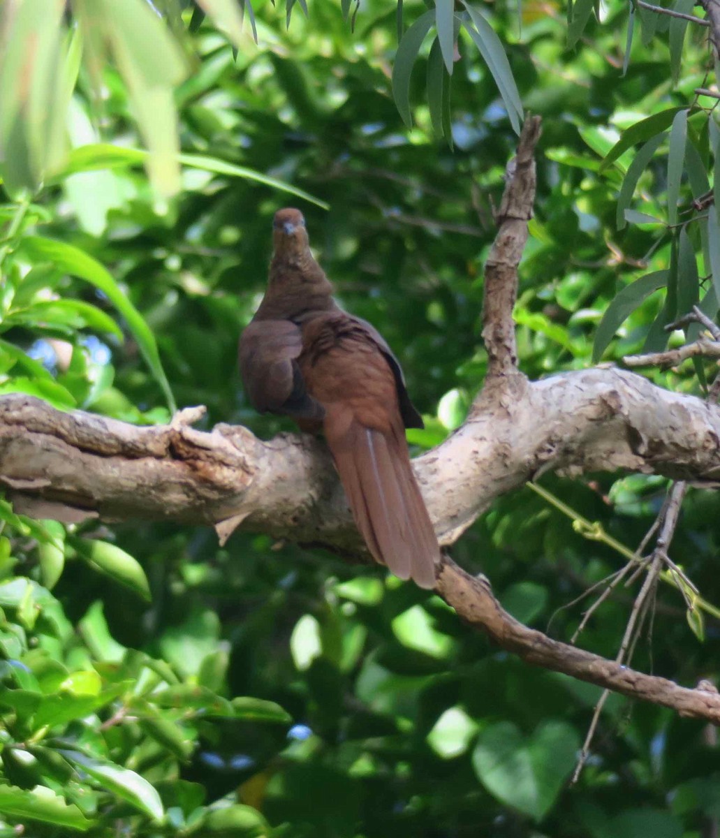 Brown Cuckoo-Dove - Kath Shurcliff