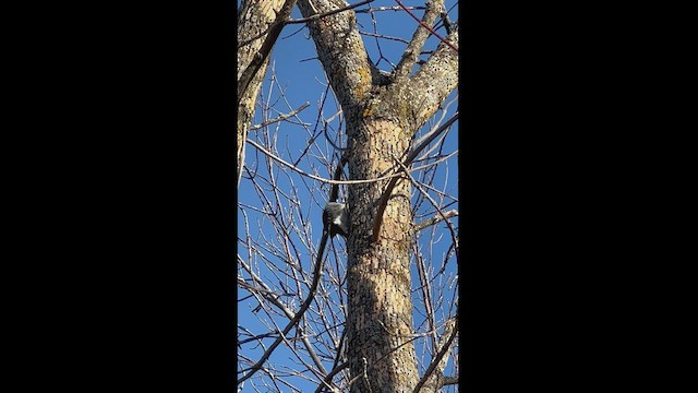Black-backed Woodpecker - ML513128311