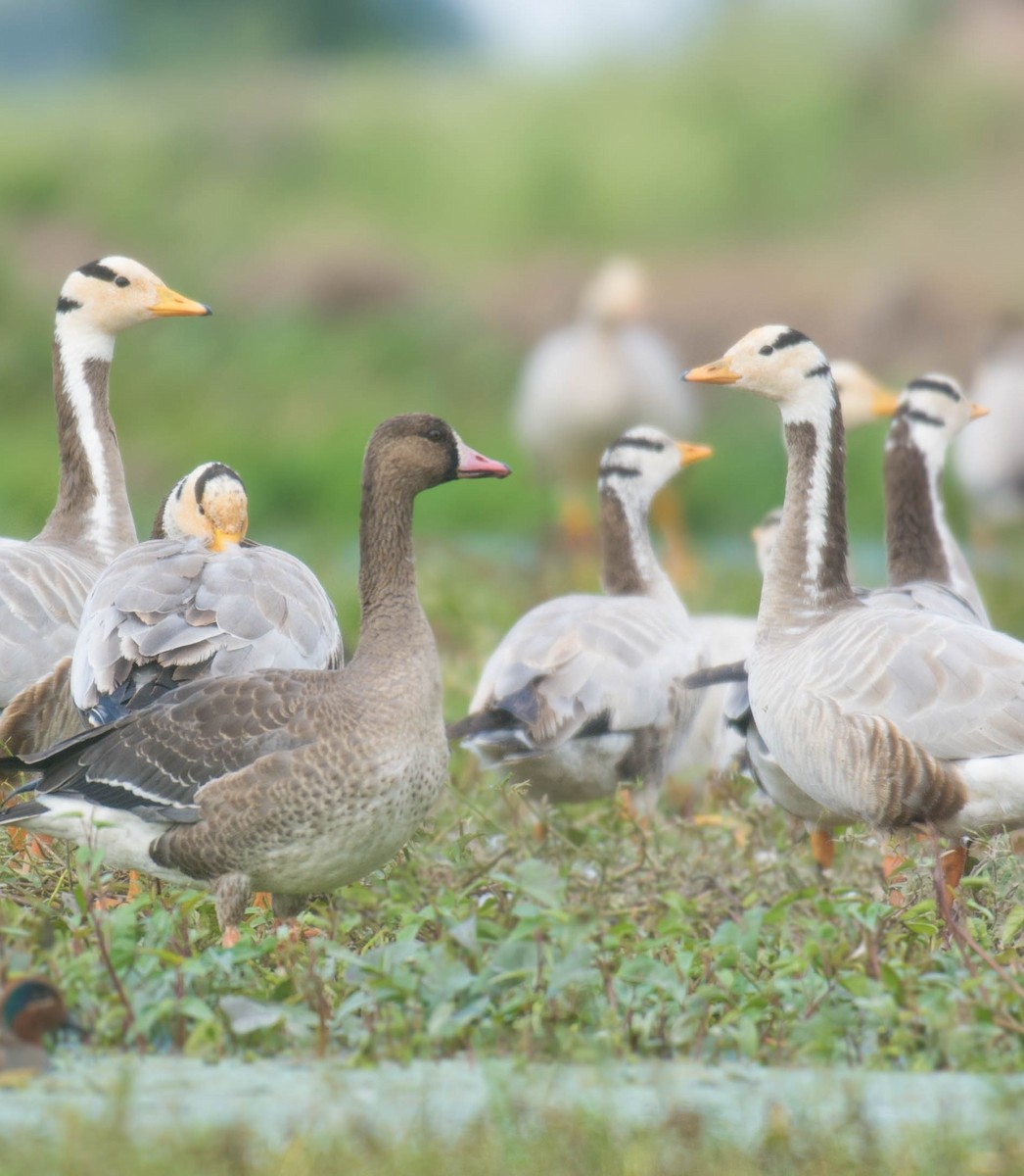 Greater White-fronted Goose - ML513129281