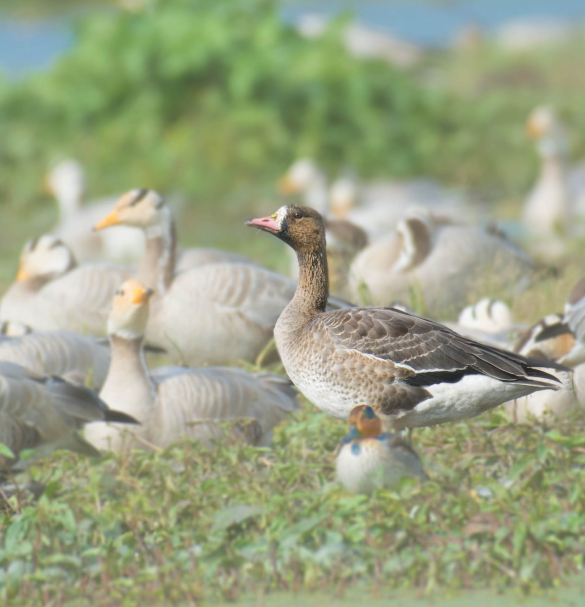 Greater White-fronted Goose - ML513130101