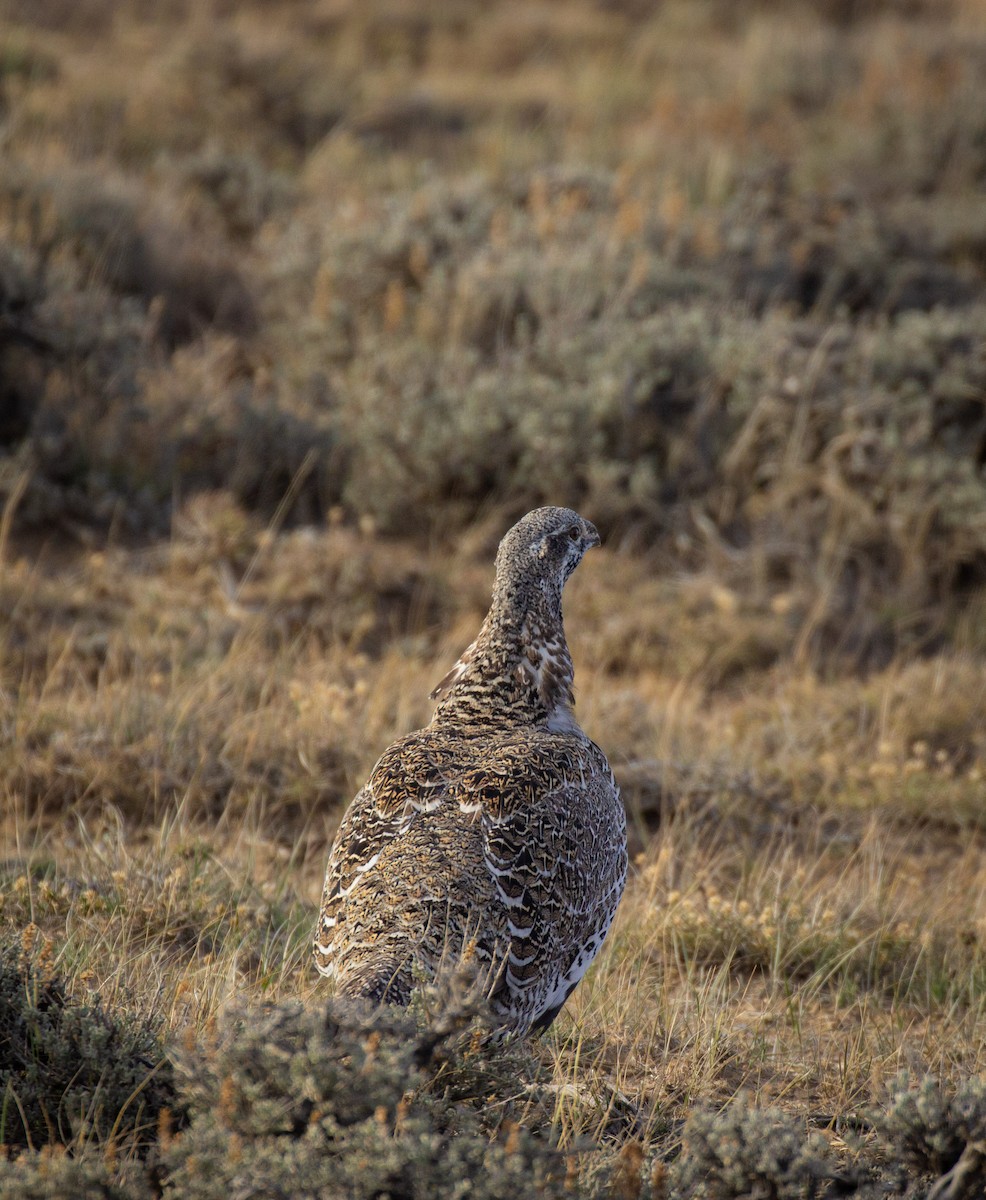 Greater Sage-Grouse - ML513131191