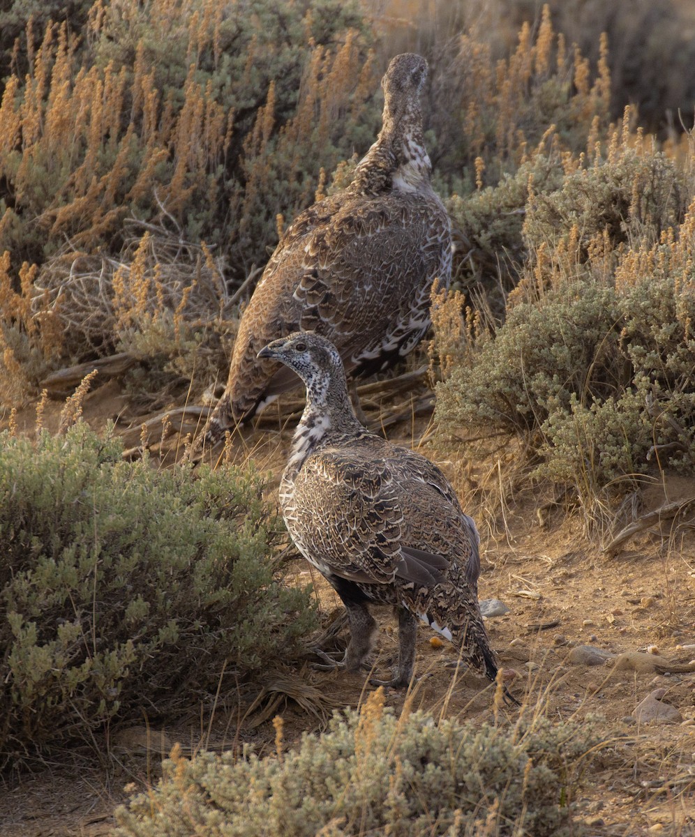 Greater Sage-Grouse - ML513131201