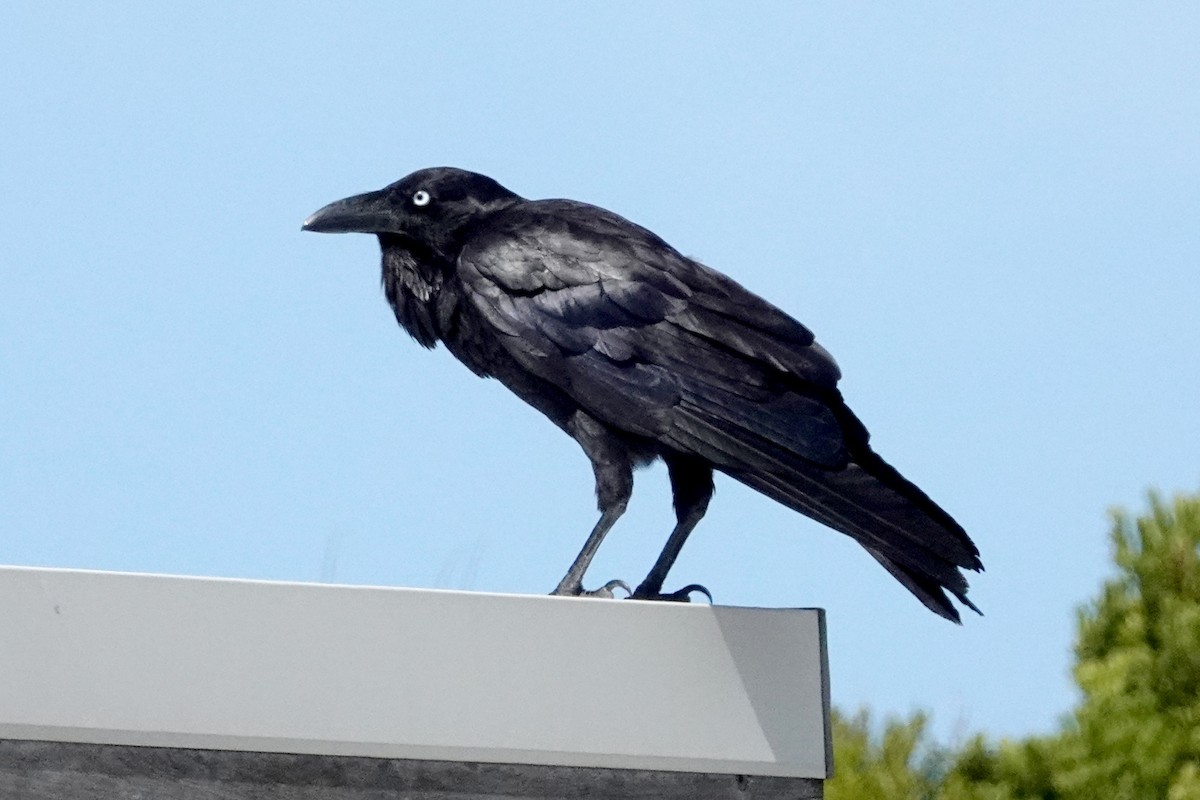 Australian Raven - ML513131261
