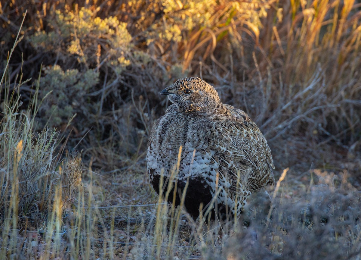 Greater Sage-Grouse - ML513131721