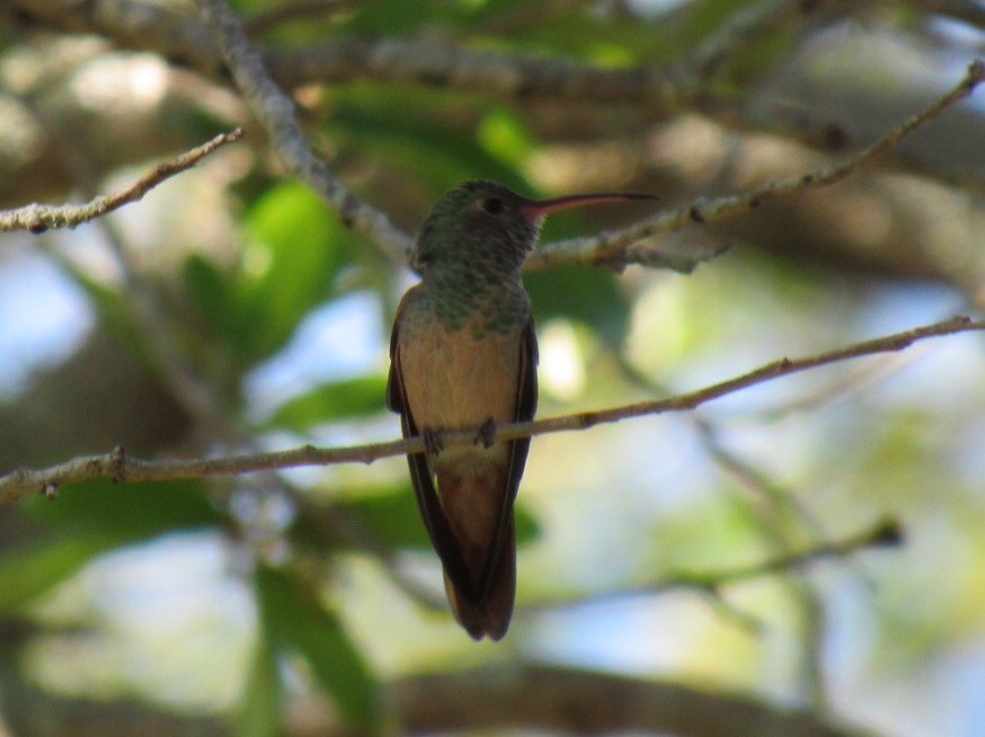 Buff-bellied Hummingbird (Northern) - Eric Plage