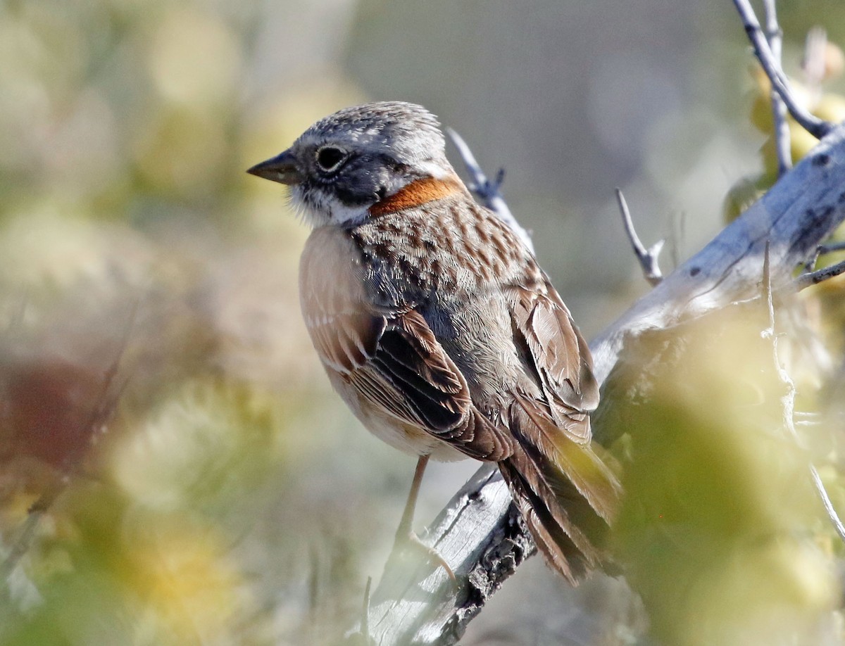 Rufous-collared Sparrow (Patagonian) - ML513133761