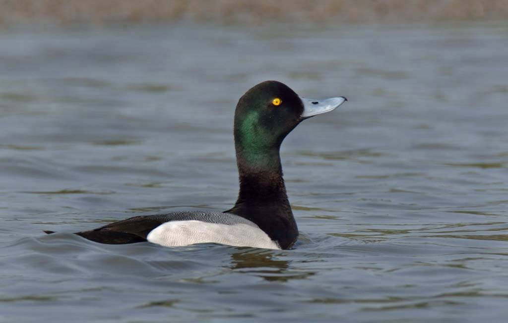 Greater Scaup - ML51313441